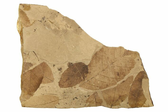 Fossil Leaf Plate - McAbee Fossil Beds, BC #274134